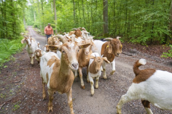 Shepherd leads herd of goats on a forest path, green natural atmosphere, forest pasture Gechingen, compensation project for the Hermann Hesse railway to create ecological habitats for endangered species, district of Calw, Germany