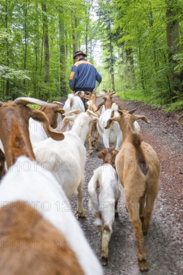 Shepherd leading herd of goats in the forest, view from behind on the track, Gechingen forest pasture, compensation project for the Hermann Hesse railway to create ecological habitats for endangered species, Calw district, Germany