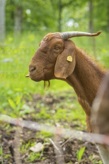 Close-up of a brown goat with horns in a meadow, Gechingen forest pasture, compensation project for the Hermann Hesse railway to create ecological habitats for endangered species, Calw district, Germany