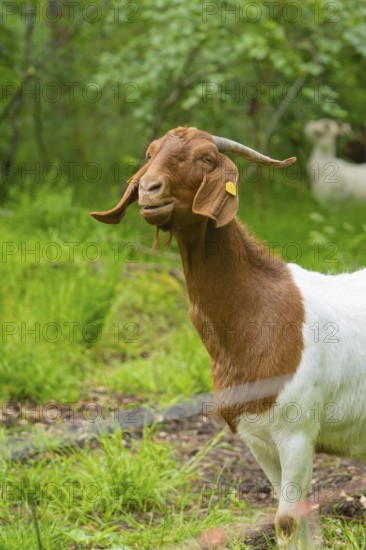 Goat with brown and white fur smiling on a green meadow, Gechingen forest pasture, compensation project for the Hermann Hesse railway to create ecological habitats for endangered species, Calw district, Germany