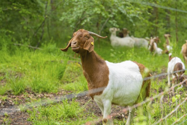 Close-up of a goat on a green meadow, Gechingen forest pasture, compensation project for the Hermann Hesse railway to create ecological habitats for endangered species, Calw district, Germany