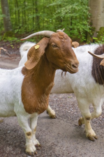 Brown and white goats standing next to each other on a forest path, Gechingen forest pasture, compensation project for the Hermann Hesse railway to create ecological habitats for endangered species, Calw district, Germany
