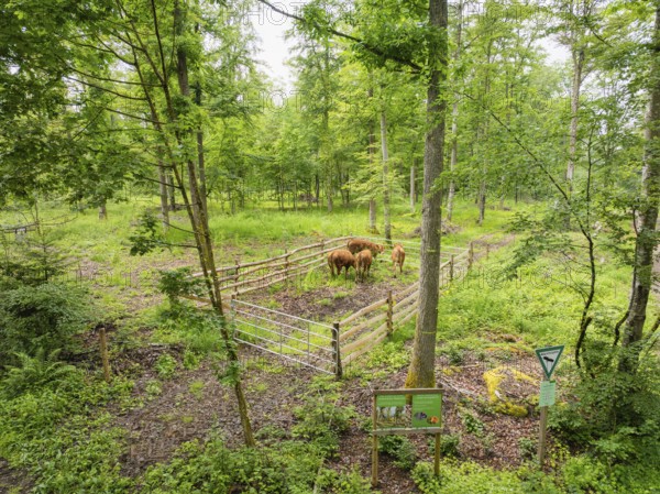 Cattle in fenced area with forest and signs, Gechingen forest pasture, compensation project for the Hermann Hesse railway to create ecological habitats for endangered species, Calw district, Germany
