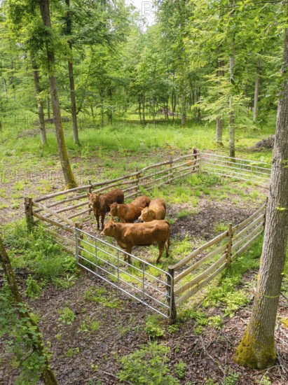 Herd of cattle in a fenced area within a forest, forest pasture Gechingen, compensation project for the Hermann Hesse railway to create ecological habitats for endangered species, district of Calw, Germany