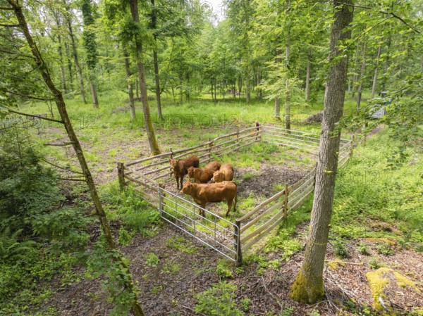 Cows in a fence in a green forest area, forest pasture Gechingen, compensation project for the Hermann Hesse railway to create ecological habitats for endangered species, district of Calw, Germany