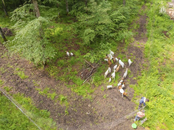 People feeding a herd of goats in the forest, Gechingen forest pasture, compensation project for the Hermann Hesse railway to create ecological habitats for endangered species, Calw district, Germany