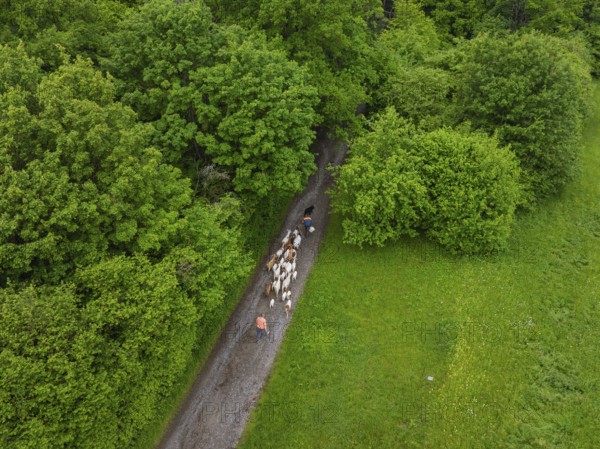 Aerial view of a flock of sheep on a forest path surrounded by dense greenery, Gechingen forest pasture, compensation project for the Hermann Hesse railway to create ecological habitats for endangered species, Calw district, Germany