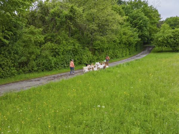 Goats followed by people on a path through green fields, forest pasture Gechingen, compensation project for the Hermann Hesse railway to create ecological habitats for endangered species, district of Calw, Germany