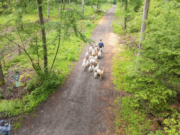 A person drives a herd of goats along a forest path, forest pasture Gechingen, compensation project for the Hermann Hesse railway to create ecological habitats for endangered species, district of Calw, Germany