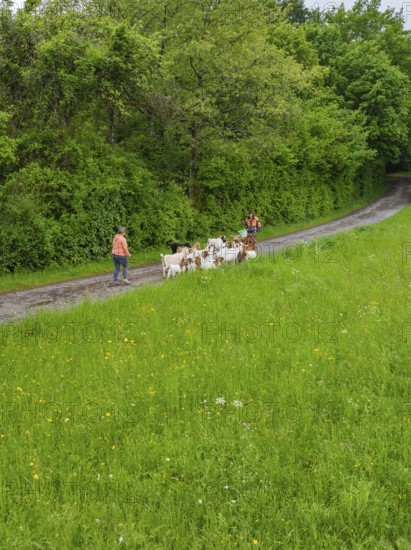 People leading a herd of goats along a path next to a green field, Waldweide Gechingen, compensation project for the Hermann Hesse railway to create ecological habitats for endangered species, district of Calw, Germany