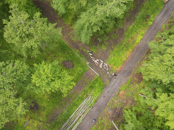 Aerial view of a flock of sheep on a forest path next to rows of trees and dense greenery, Gechingen forest pasture, compensation project for the Hermann Hesse railway to create ecological habitats for endangered species, Calw district, Germany