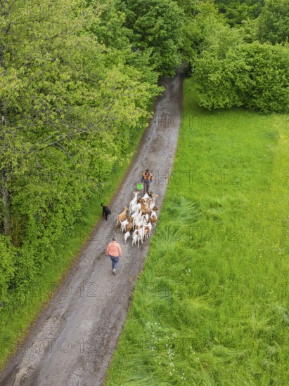 Herd of goats is led by two people through a green forest path, Waldweide Gechingen, compensation project for the Hermann Hesse railway to create ecological habitats for endangered species, district of Calw, Germany