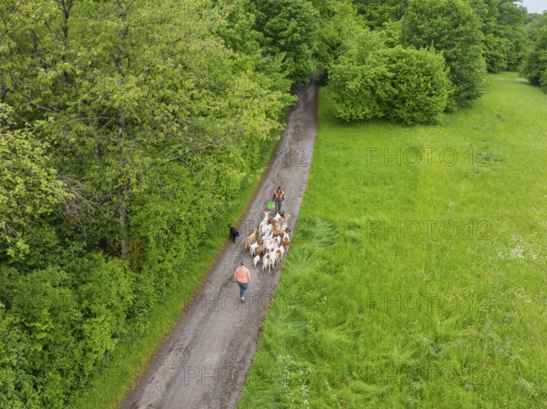Aerial view of a person leading a herd of goats along a forest path, Waldweide Gechingen, compensation project for the Hermann Hesse railway to create ecological habitats for endangered species, district of Calw, Germany