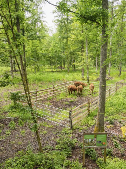 Cows in the fenced-in area of a green forest, Gechingen forest pasture, compensation project for the Hermann Hesse railway to create ecological habitats for endangered species, Calw district, Germany