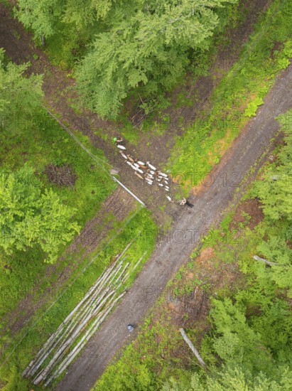 Aerial view of a flock of sheep on a forest path next to lying tree trunks, Gechingen forest pasture, compensation project for the Hermann Hesse railway to create ecological habitats for endangered species, Calw district, Germany