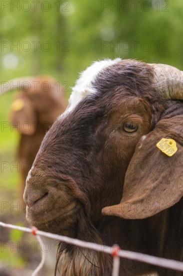 Close-up of a brown goat's head with ear tag in front of a fence, Gechingen forest pasture, compensation project for the Hermann Hesse railway to create ecological habitats for endangered species, Calw district, Germany