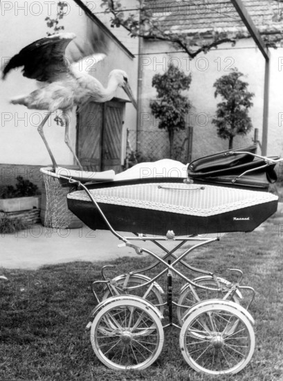 Stork on pram, 1930s, A stork stands on a pram in a garden and spreads its wings, historical photo