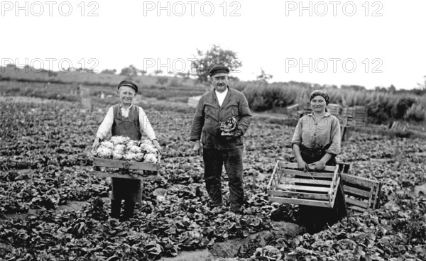 Harvest, ca. 1910, Farmers harvesting in a field, Black and white photo with rural and historical flair, Historical photo