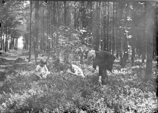 Father and children picking berries in the forest, 1920s, Two children and a woman collecting plants in a dense forest, quiet atmosphere, Historical photo