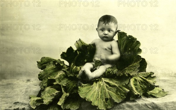 Baby in cabbage leaves, 1930s, A baby sits in the middle of large cabbage leaves on a neutral background, Historical photo
