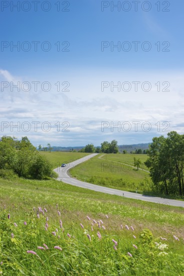 A winding road near St. Andreasberg leads over the hills in the Upper Harz through the Bergwiesen nature reserve near Sankt Andreasberg, FFH area, Harz nature park Park, snake knotweed (Bistorta officinalis) in the foreground, groups of trees and a car, idyllic landscape and nature in early summer under a blue sky, Harz Nature Park, Lower Saxony, Germany