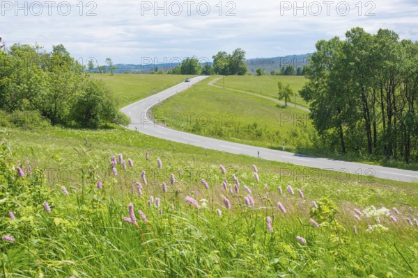 A winding road near St. Andreasberg leads over the hills in the Upper Harz through the Bergwiesen nature reserve near Sankt Andreasberg, FFH area, Harz nature park Park, snake knotweed (Bistorta officinalis) in the foreground, groups of trees and a car, idyllic landscape and nature in early summer, Harz Nature Park, Lower Saxony, Germany