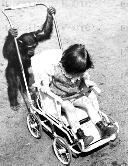 Pram perambulator baby carriage, 1930s, A chimpanzee pushing a pram with a child in it on a road, Historical photo