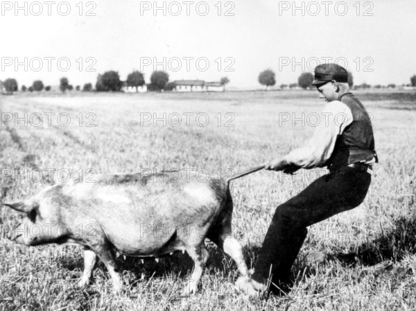 Boy pulling pig by the tail, ca. 1925, A man playfully tries to hold back a pig in a field, historical photo