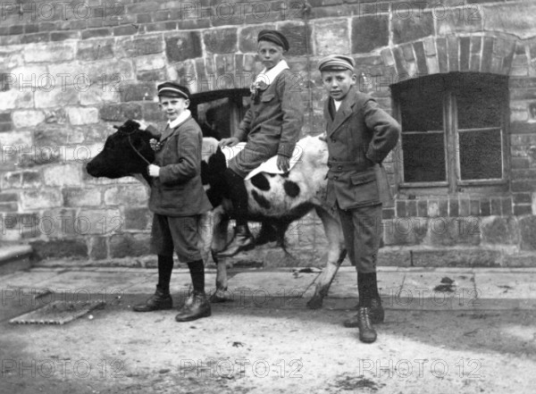Three boys and a cow, 1910s, Three boys posing on a cow in front of a brick building, Historical photo
