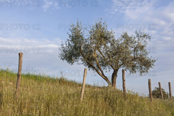 Single olive tree in a meadow with a fence in the foreground and a blue, cloudy sky, Tuscany, Italy