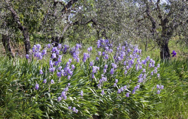 Purple iris flowers bloom profusely in front of gnarled olive trees in a natural setting, Tuscany, Italy