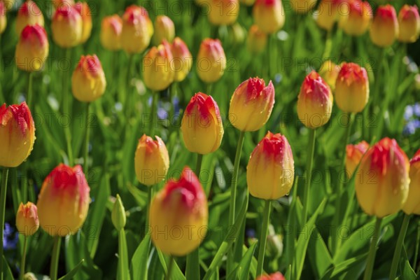 Yellow tulips with red tips bloom vividly in a meadow, Keukenhof, Lisse, province of South Holland, Netherlands