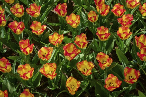 Yellow tulips with red tips form a dense, bright pattern, Keukenhof, Lisse, province of South Holland, Netherlands
