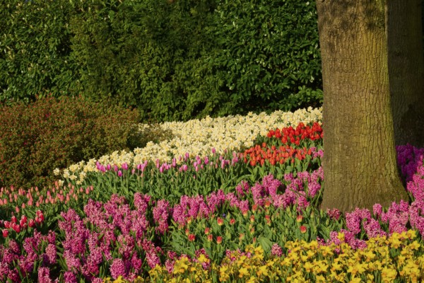 A diverse flower bed with tulips, hyacinths and daffodils under trees, Keukenhof, Lisse, province of South Holland, Netherlands
