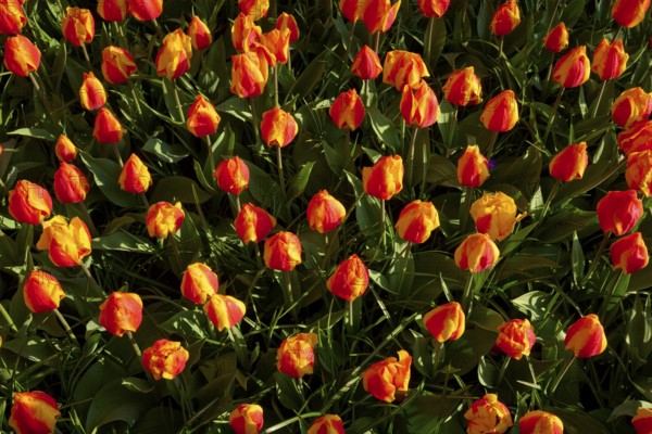 Densely planted orange tulips in a lively spring garden, Keukenhof, Lisse, province of South Holland, Netherlands