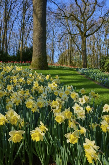 A park full of yellow daffodils, flanked by tall trees, Keukenhof, Lisse, province of South Holland, Netherlands