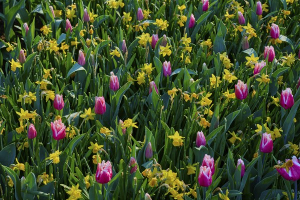 Colourful flower bed with pink tulips and yellow daffodils, Keukenhof, Lisse, province of South Holland, Netherlands