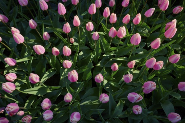A dense bed of pink tulips with lush green leaves, Keukenhof, Lisse, province of South Holland, Netherlands
