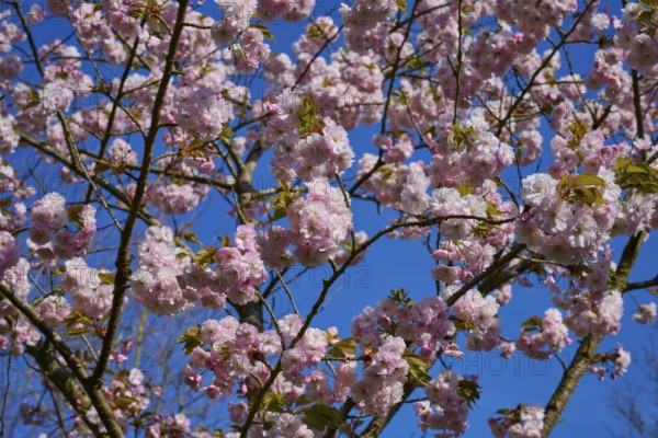 Delicate pink cherry blossoms on a tree against a bright blue sky. A sign of spring, Keukenhof, Lisse, province of South Holland, Netherlands