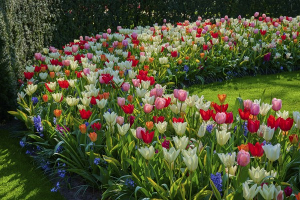 A curved flowerbed with colourful tulips in a well-tended park. The variety of colours attracts the eye, Keukenhof, Lisse, province of South Holland, Netherlands