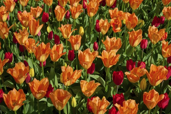A sea of orange tulips with scattered red flowers, Keukenhof, Lisse, province of South Holland, Netherlands
