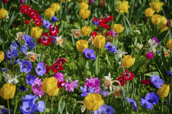 A colourful flowerbed with yellow, red and purple flower-bed, Keukenhof, Lisse, province of South Holland, Netherlands