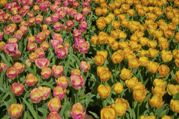 A cheerful pattern of yellow and pink to orange tulips, Keukenhof, Lisse, province of South Holland, Netherlands