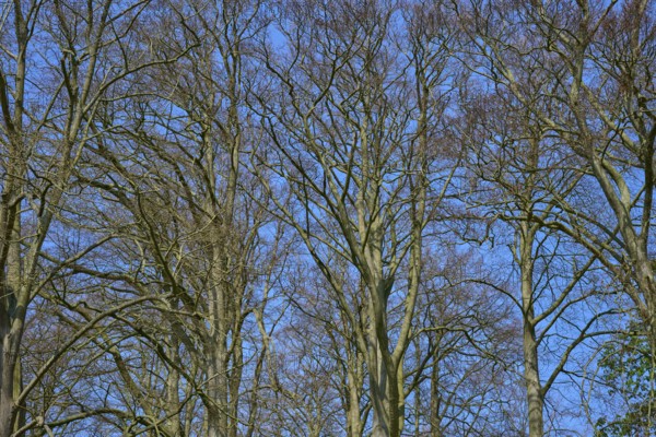 Bare treetops against a blue sky, Keukenhof, Lisse, province of South Holland, Netherlands