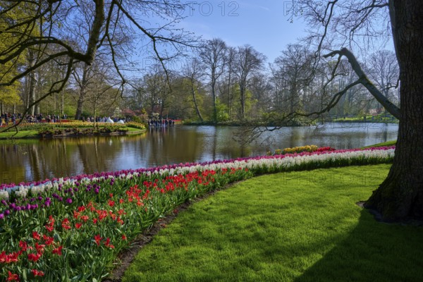 A lake surrounded by blooming tulips and trees in the park. The landscape is peaceful and harmonious, Keukenhof, Lisse, province of South Holland, Netherlands