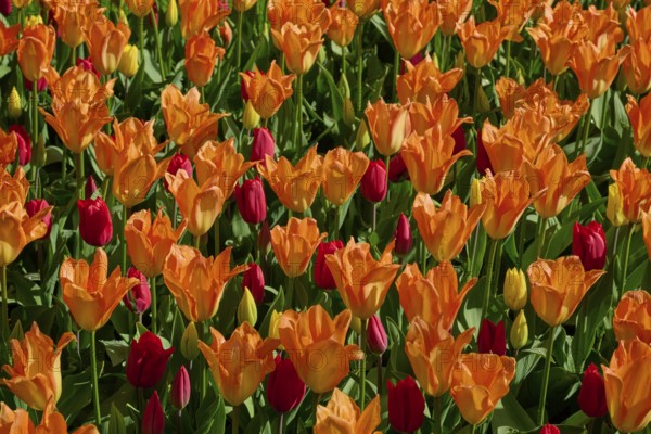 Bright orange tulips with red accents in a spring field, Keukenhof, Lisse, province of South Holland, Netherlands
