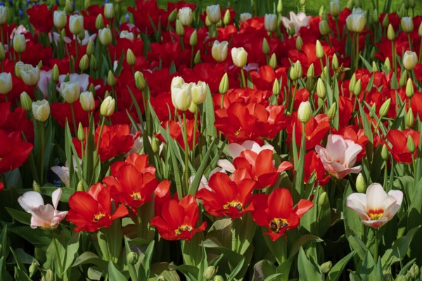A vibrant field of predominantly red tulips, Keukenhof, Lisse, province of South Holland, Netherlands