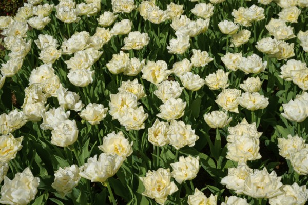 Many white tulips blooming close together in a field, Keukenhof, Lisse, province of South Holland, Netherlands