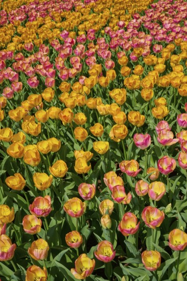 A field covered with yellow, orange and pink tulips, Keukenhof, Lisse, province of South Holland, Netherlands