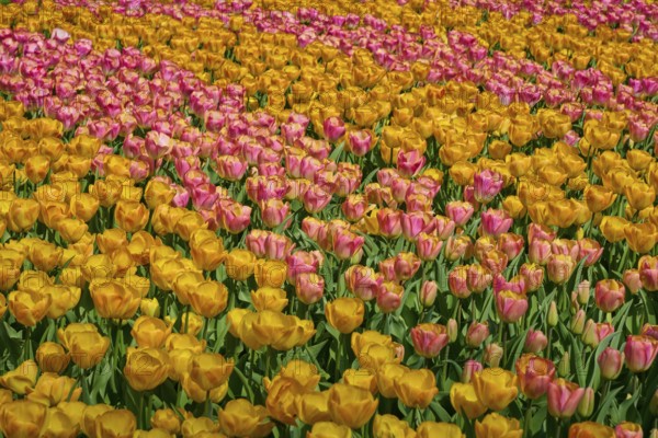 Field full of yellow and pink shaded tulips, Keukenhof, Lisse, province of South Holland, Netherlands